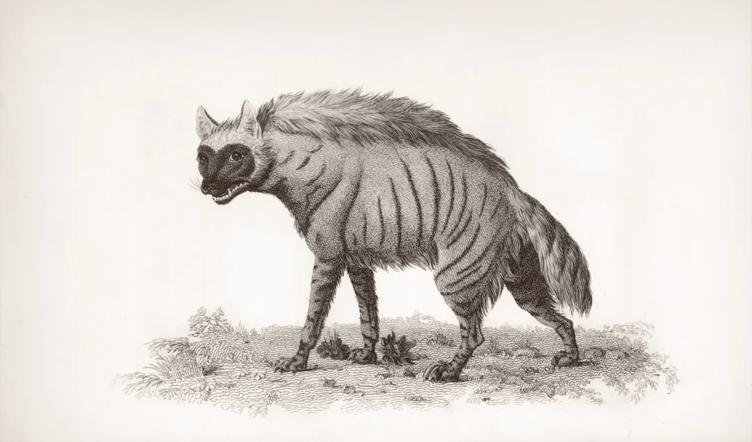 Satirical looksmaxxing meme showing exaggerated before-and-after facial transformation with labeled arrows pointing to jawlin